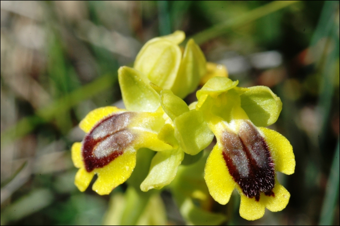 Ophrys lutea