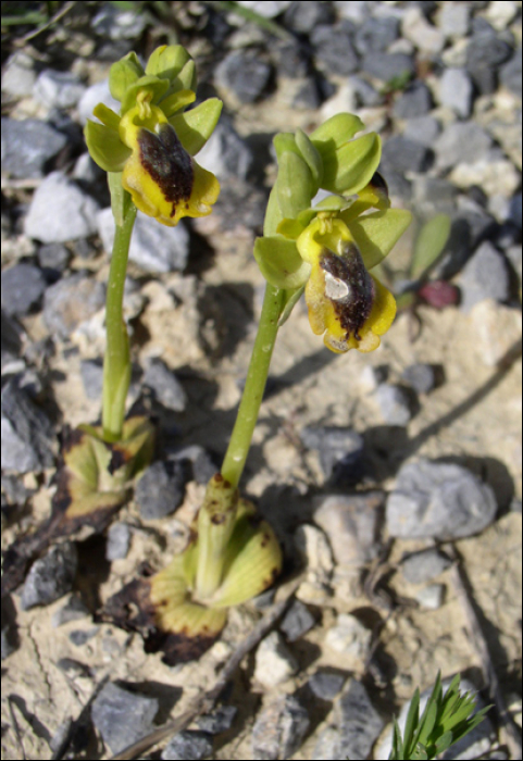 Ophrys lutea