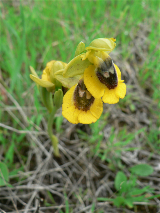 Ophrys lutea