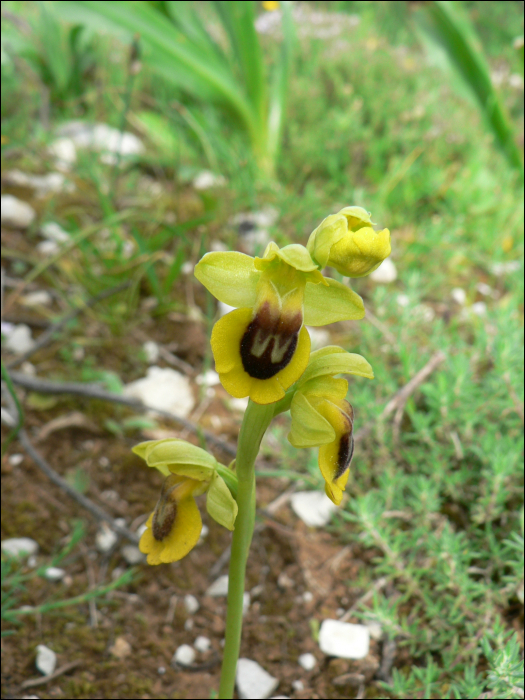 Ophrys lutea