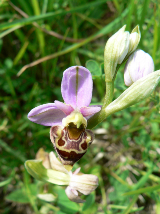 Ophrys scolopax Cav.