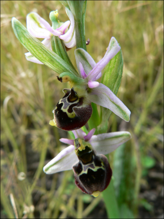 Ophrys scolopax Cav.