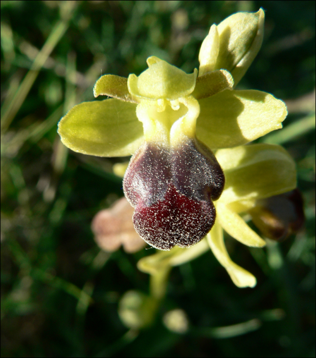 Ophrys sulcata (=O. fusca sulcata)