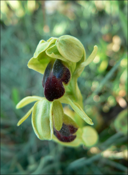 Ophrys sulcata (=O. fusca sulcata)