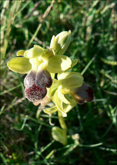 Ophrys sulcata (=O. fusca sulcata)