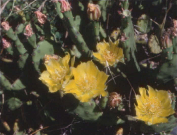 Opuntia vulgaris Miller