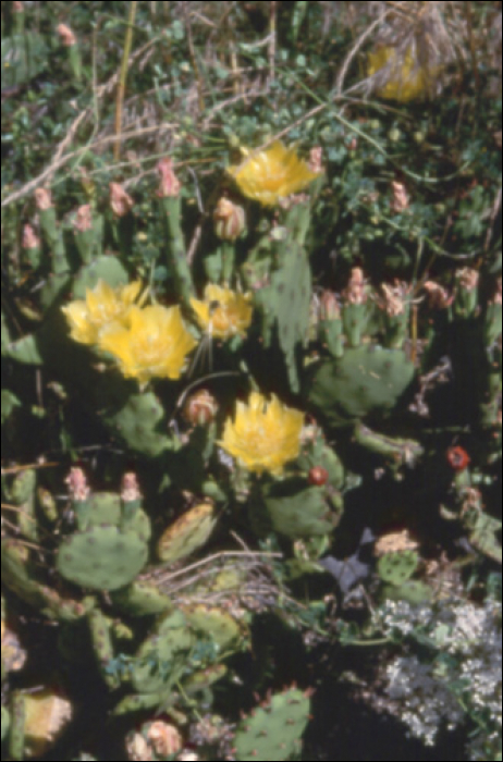 Opuntia vulgaris Miller