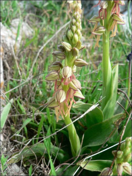 Orchis anthropophora (L.) (=Aceras anthropophorum)