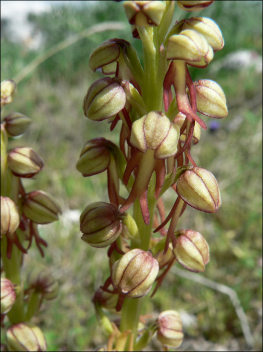 Orchis anthropophora (L.) (=Aceras anthropophorum)