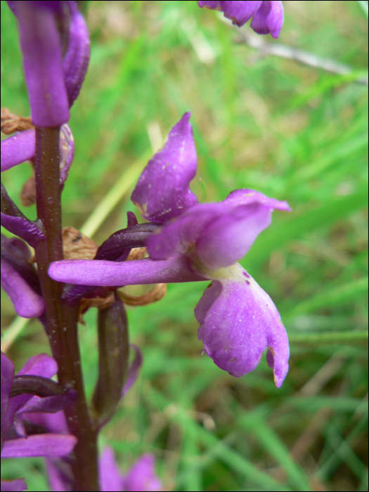 Orchis mascula