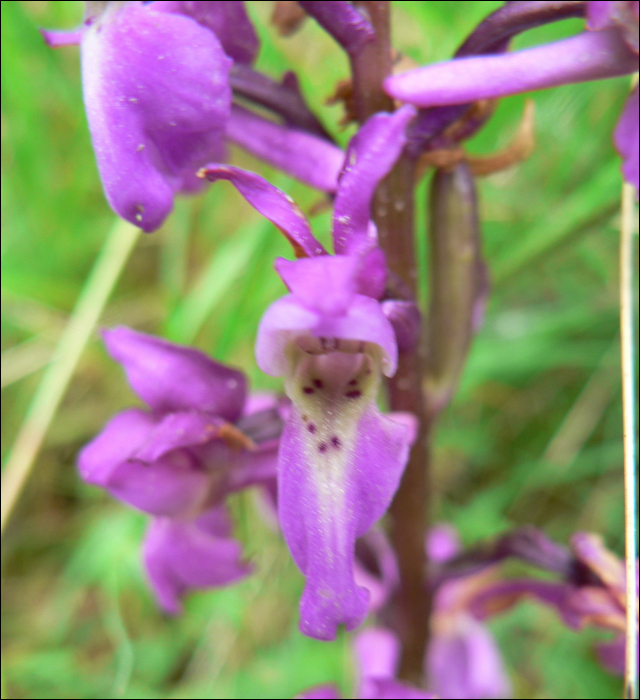 Orchis mascula