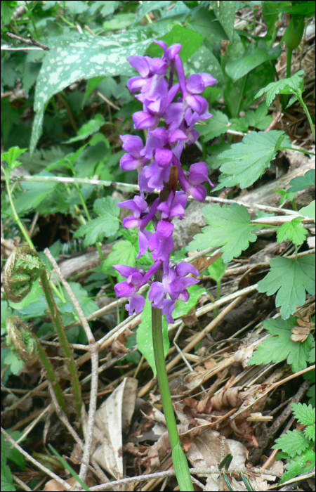 Orchis mascula