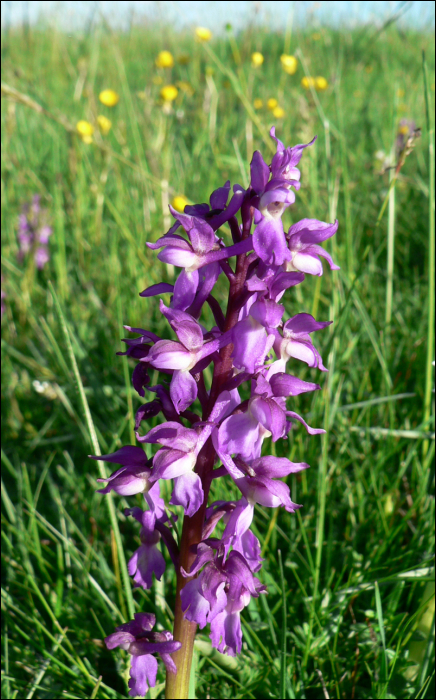 Orchis mascula