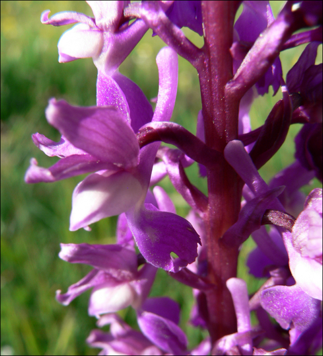 Orchis mascula