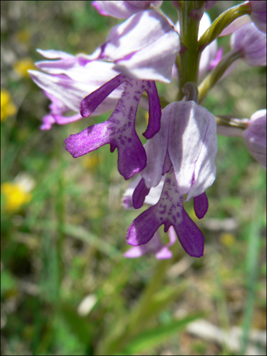 Orchis militaris L.