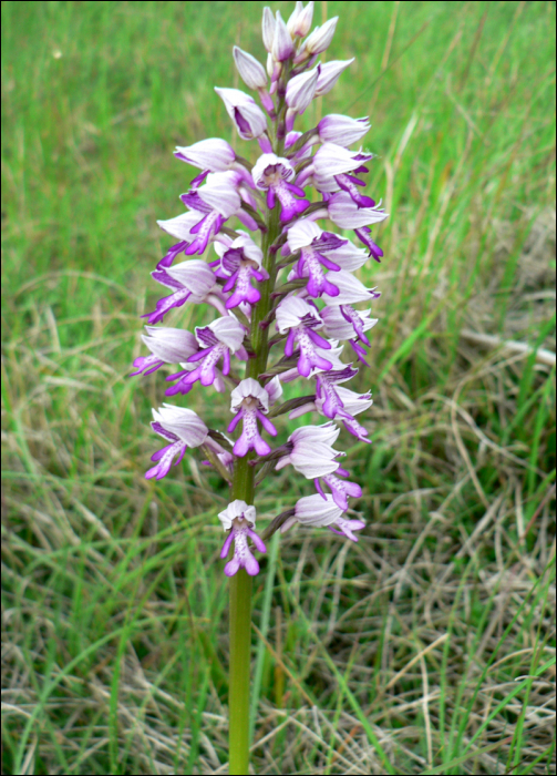 Orchis militaris L.