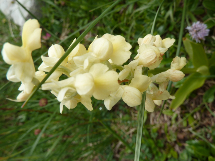 Orchis pallens L