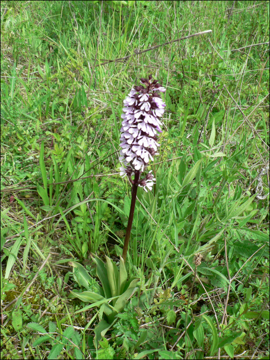 Orchis purpurea Hud.