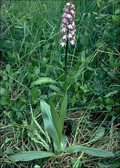 Orchis purpurea Hud.