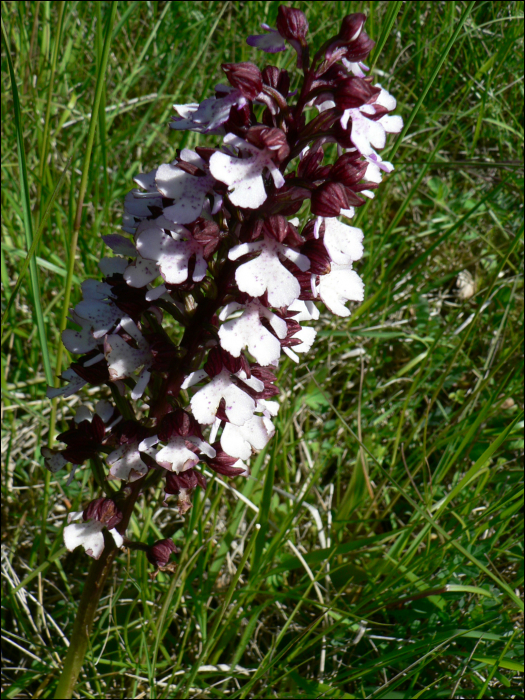 Orchis purpurea Hud.