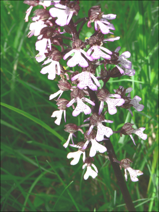 Orchis purpurea Hud.