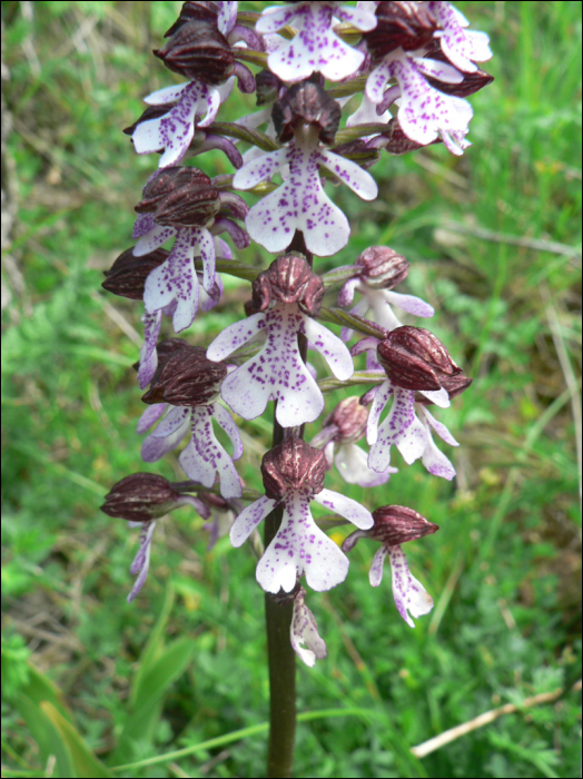 Orchis purpurea Hud.