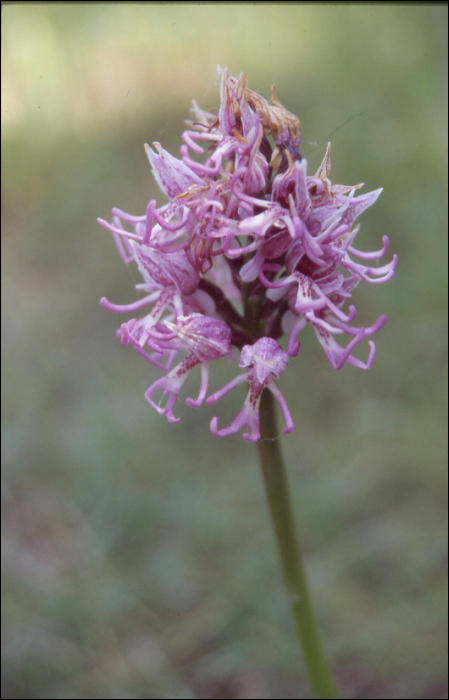 Orchis simia