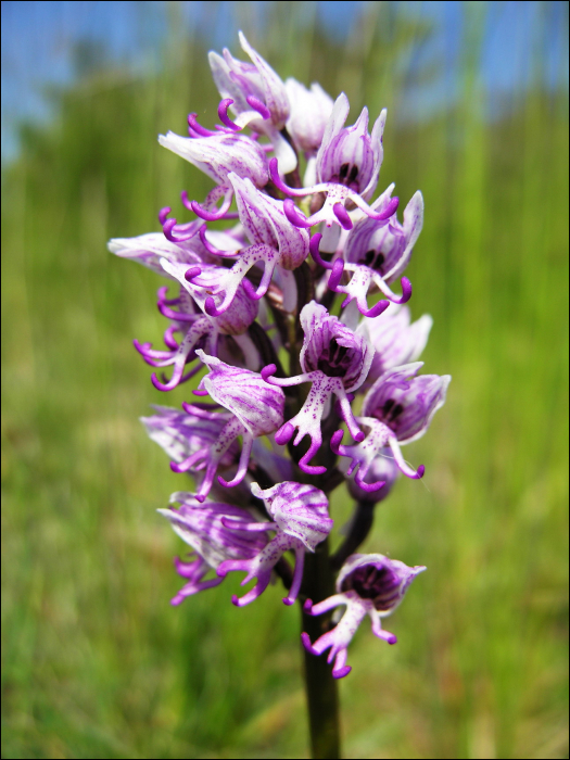 Orchis simia