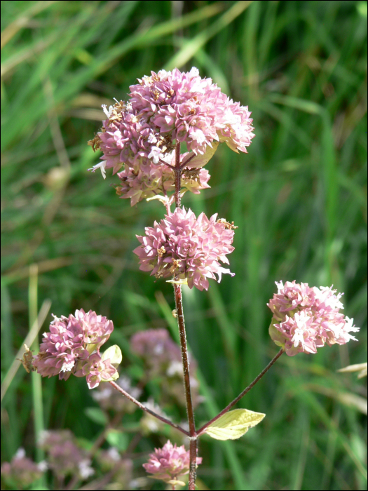 Origanum vulgare L.