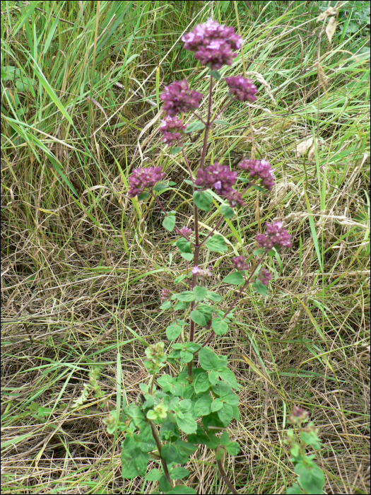 Origanum vulgare L.