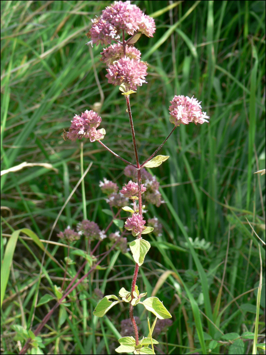 Origanum vulgare L.