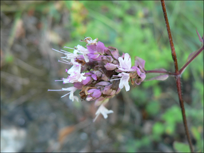 Origanum vulgare L.