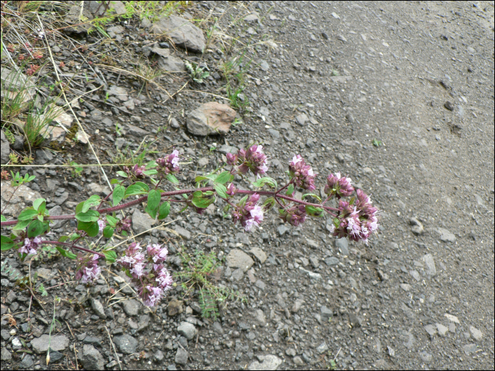 Origanum vulgare L.