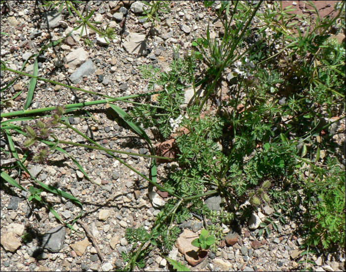 Orlaya grandiflora