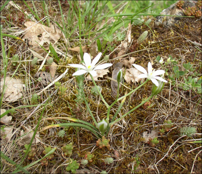 Onosma echioides