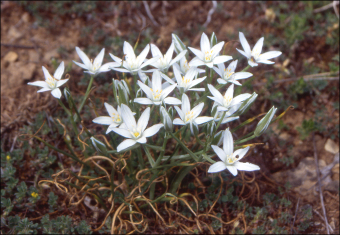 Onosma echioides