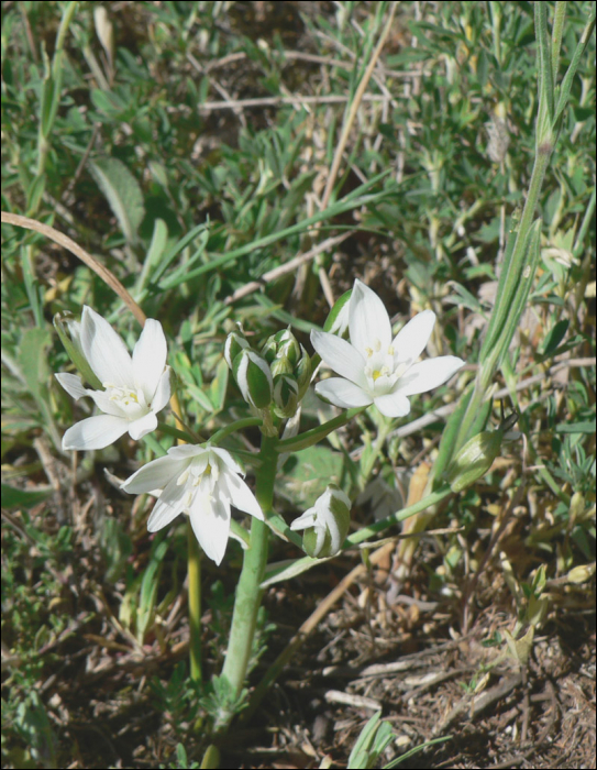 Onosma echioides