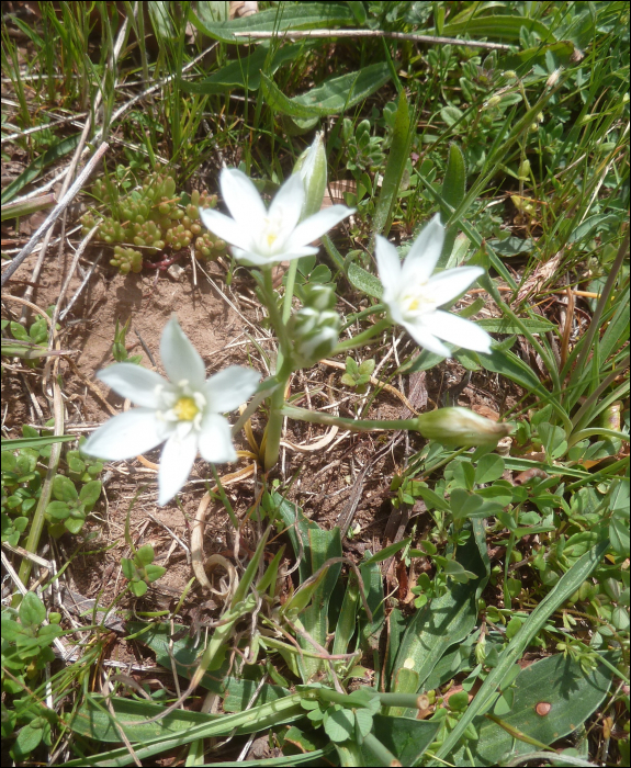 Onosma echioides