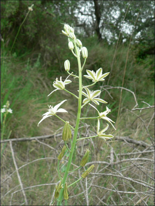 Ornithogalum narbonense