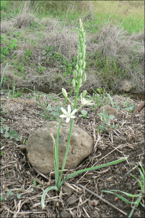 Ornithogalum narbonense