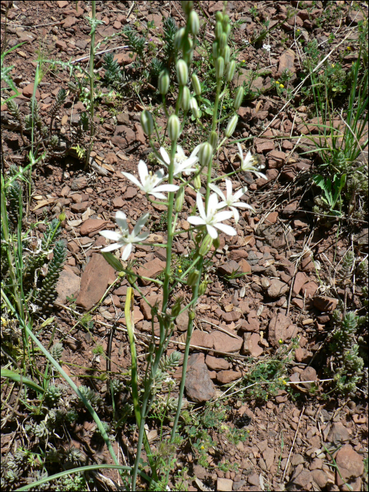 Ornithogalum narbonense