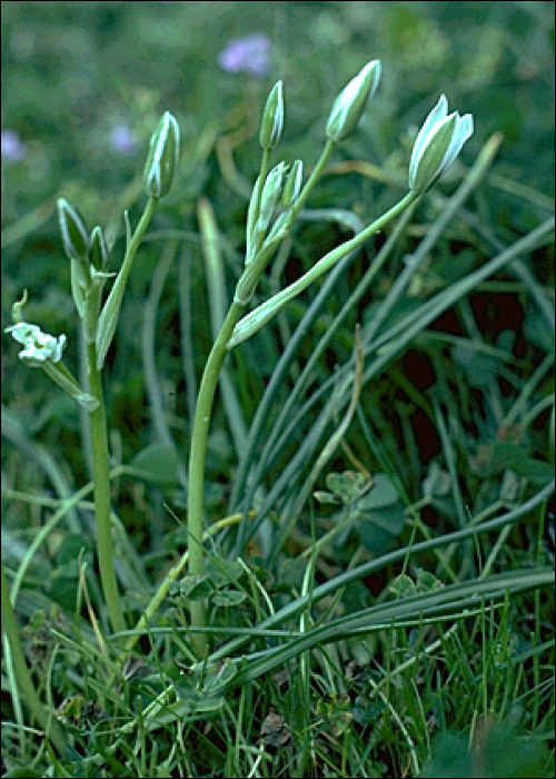 Ornithogalum umbellatum L.