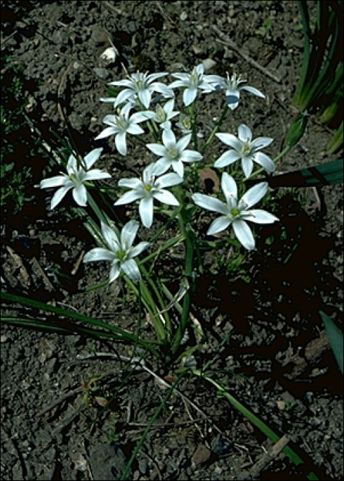 Ornithogalum umbellatum L.