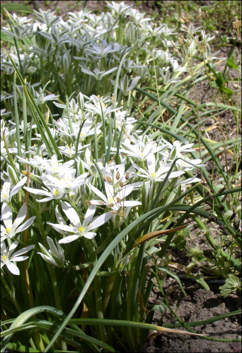 Ornithogalum umbellatum L.