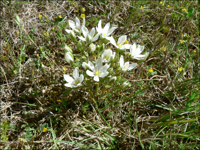 Ornithogalum umbellatum L.