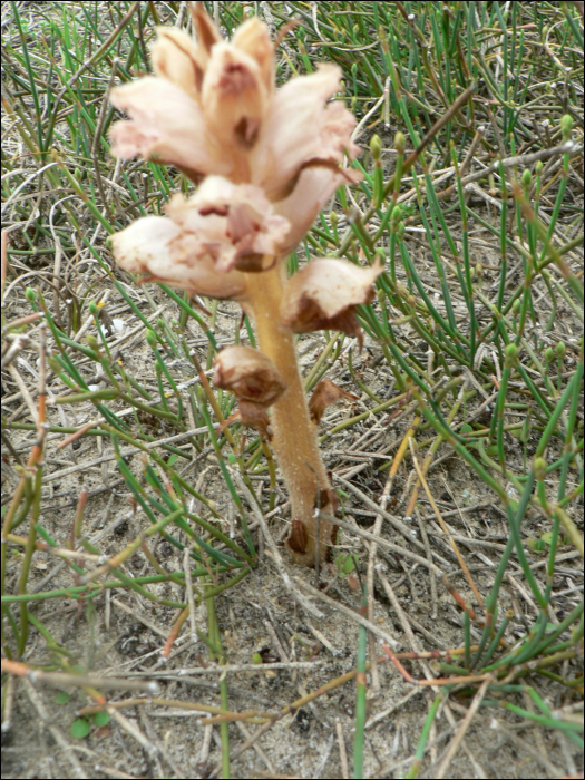 Orobanche alba