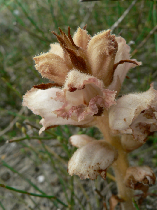 Orobanche alba