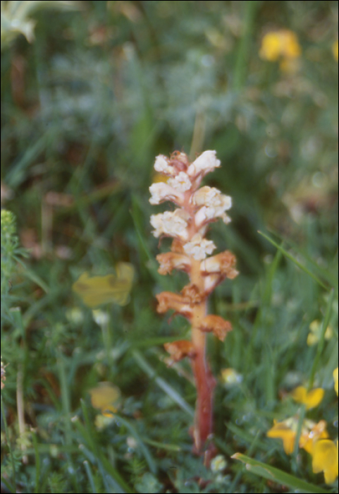 Orobanche amethystea