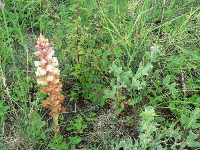 Orobanche amethystea