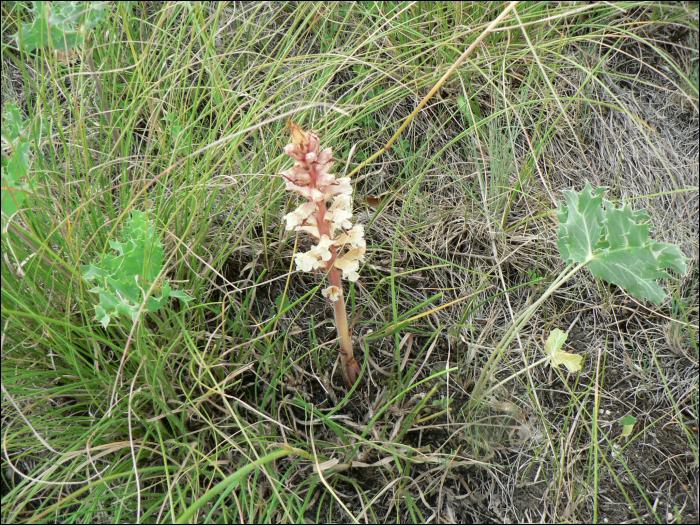 Orobanche amethystea